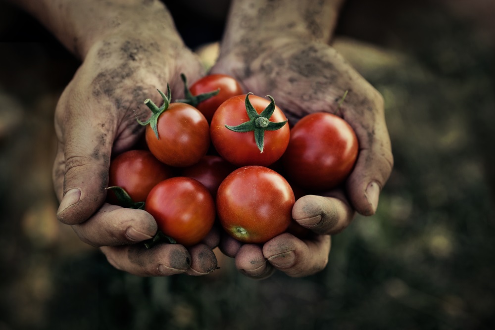 Manos y tomates_evacollaodduran.com